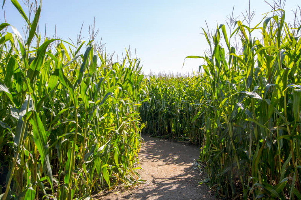 Corn Maze