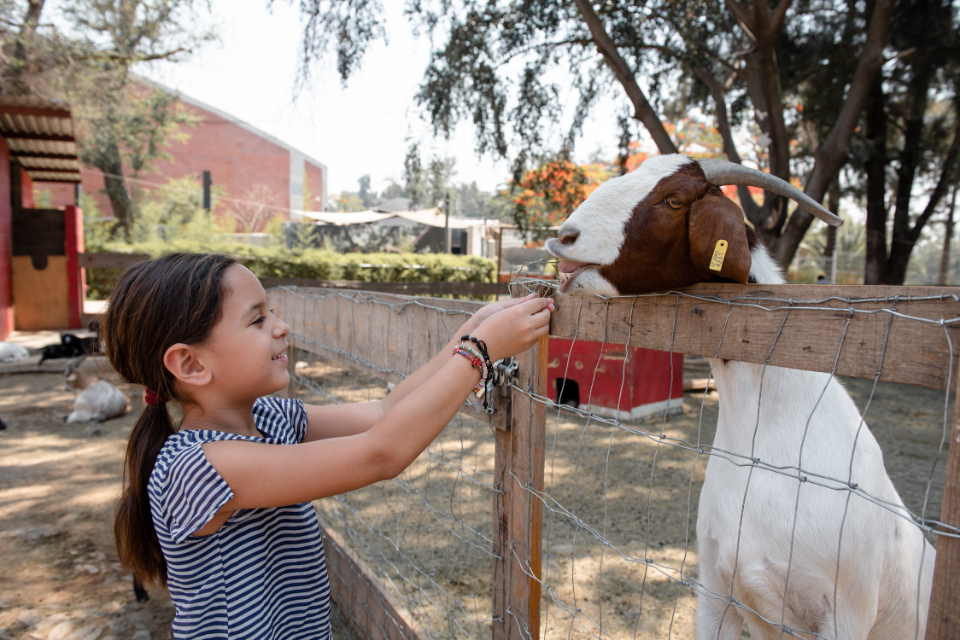 Petting Zoo