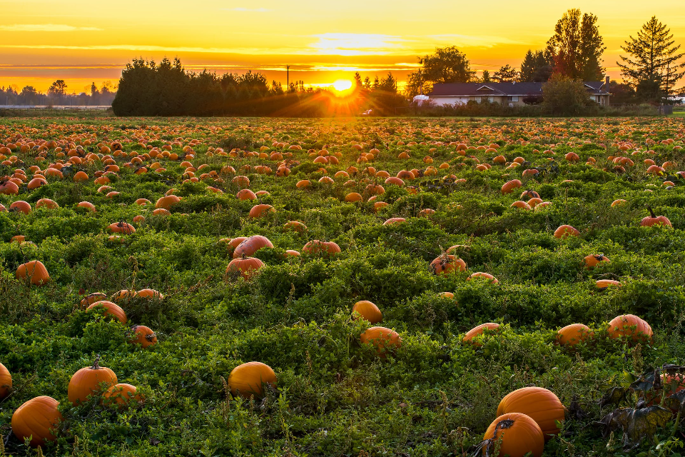 Pumpkin Patch