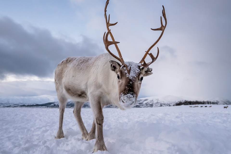 Reindeer